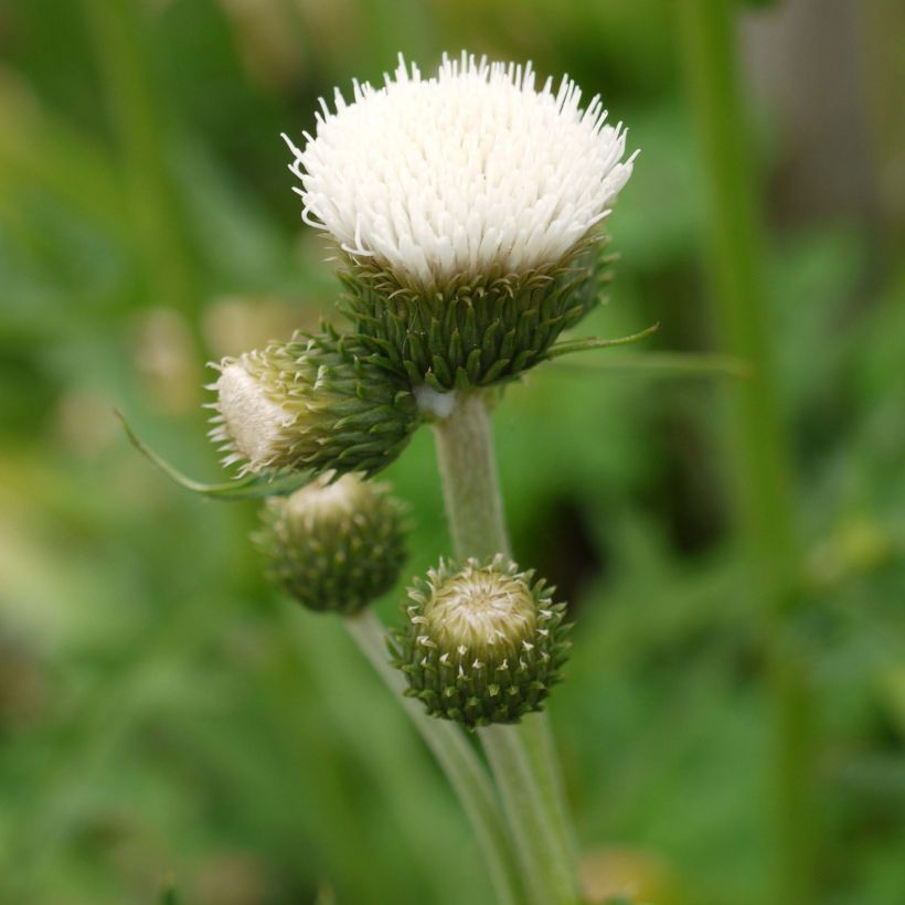 Cirsium rivulare Frosted Magic - Cirse des rives (Floraison)