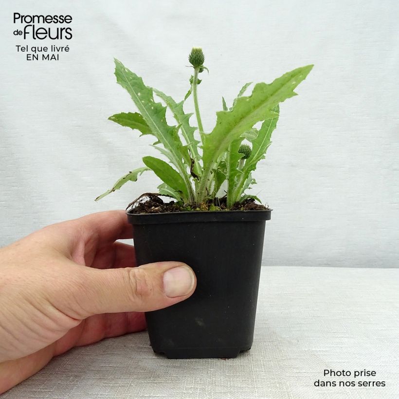 Spécimen de Cirsium rivulare Frosted Magic - Cirse des rives Godet de 9cm tel que livré au printemps