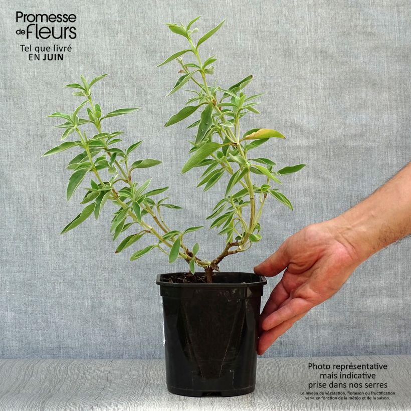 Spécimen de Ciste Silver Pink - Cistus argenteus Pot de 2L/3L tel que livré en été