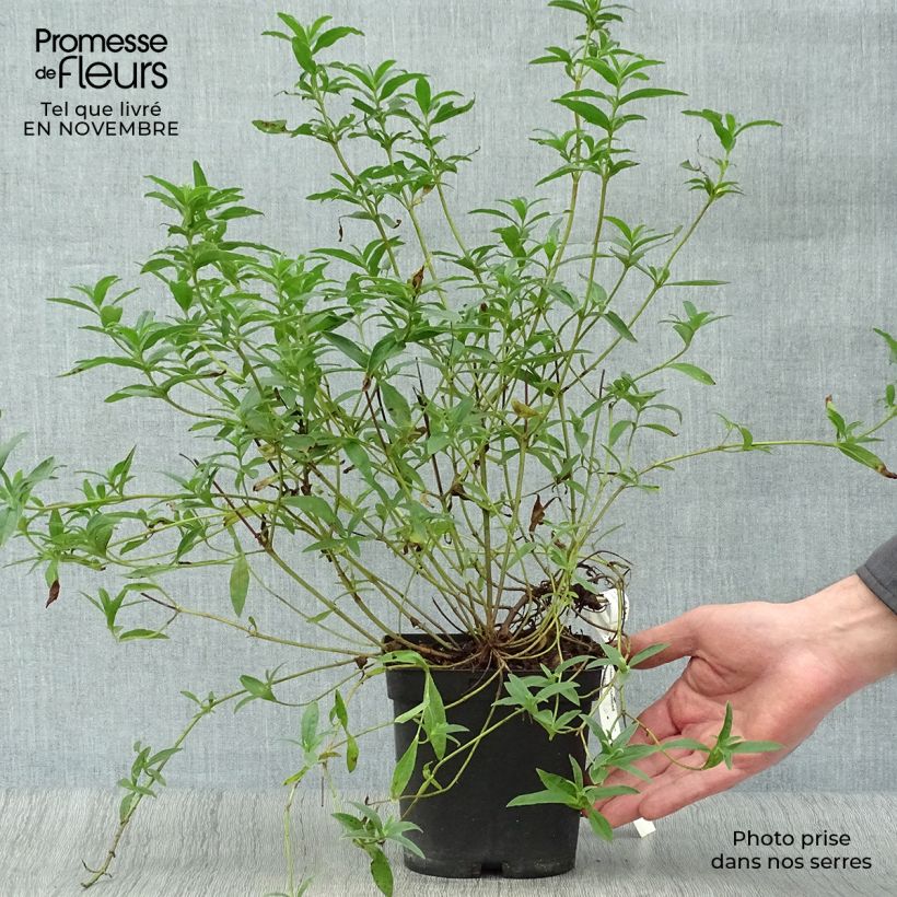 Spécimen de Ciste du Portugal - Cistus x lusitanicus Decumbens Pot de 2L/3L tel que livré en automne