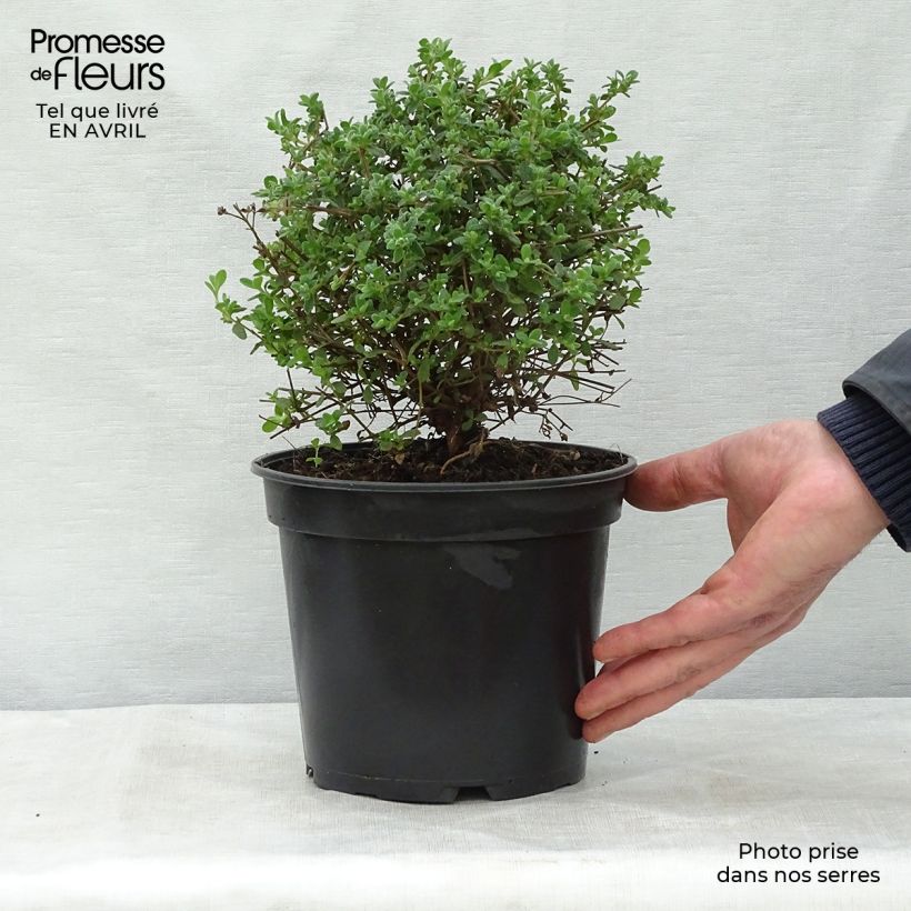 Spécimen de Ciste obtusifolius - Cistus obtusifolius Pot de 2L/3L tel que livré au printemps