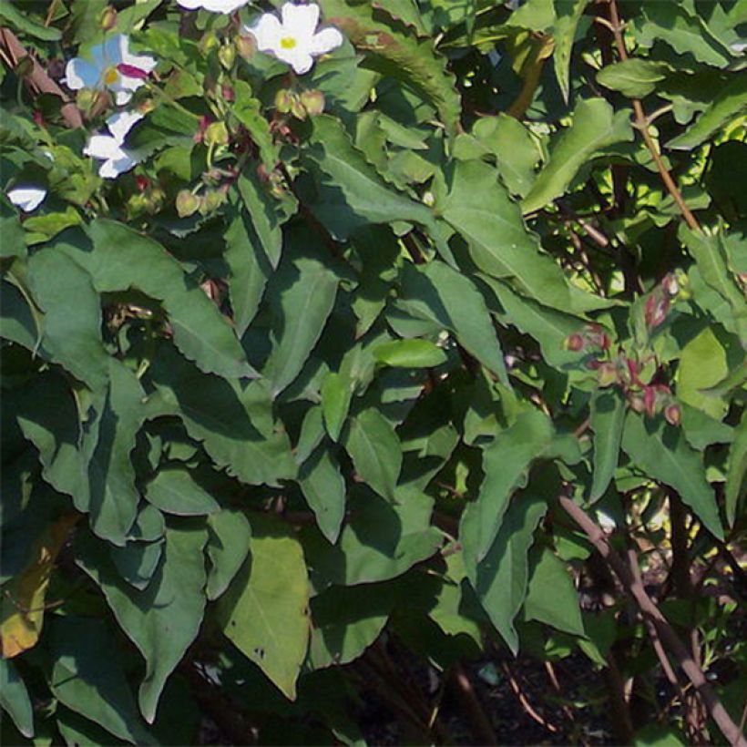 Cistus populifolius - Ciste à feuilles de peuplier (Feuillage)