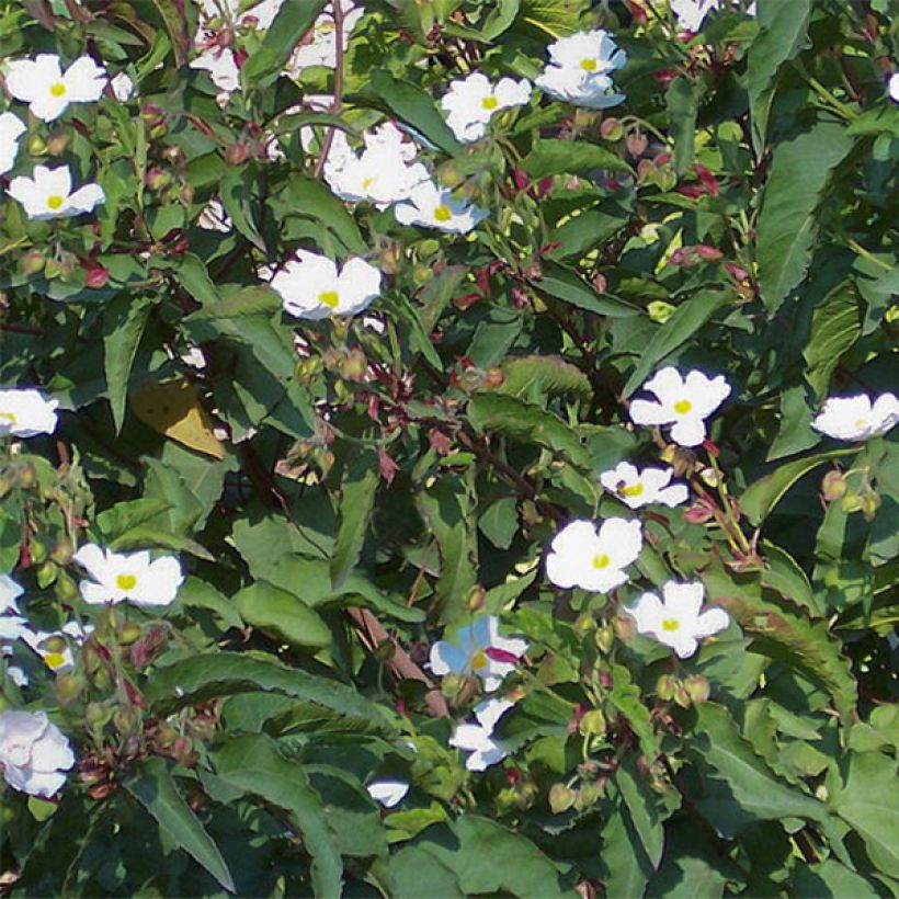 Cistus populifolius - Ciste à feuilles de peuplier (Floraison)
