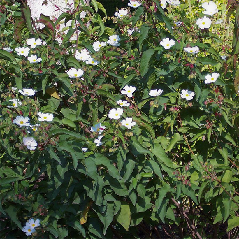 Cistus populifolius - Ciste à feuilles de peuplier (Port)