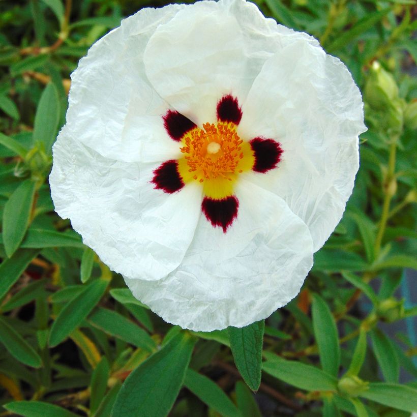 Cistus Alan Fradd - Ciste pourpre à fleurs blanches. (Floraison)