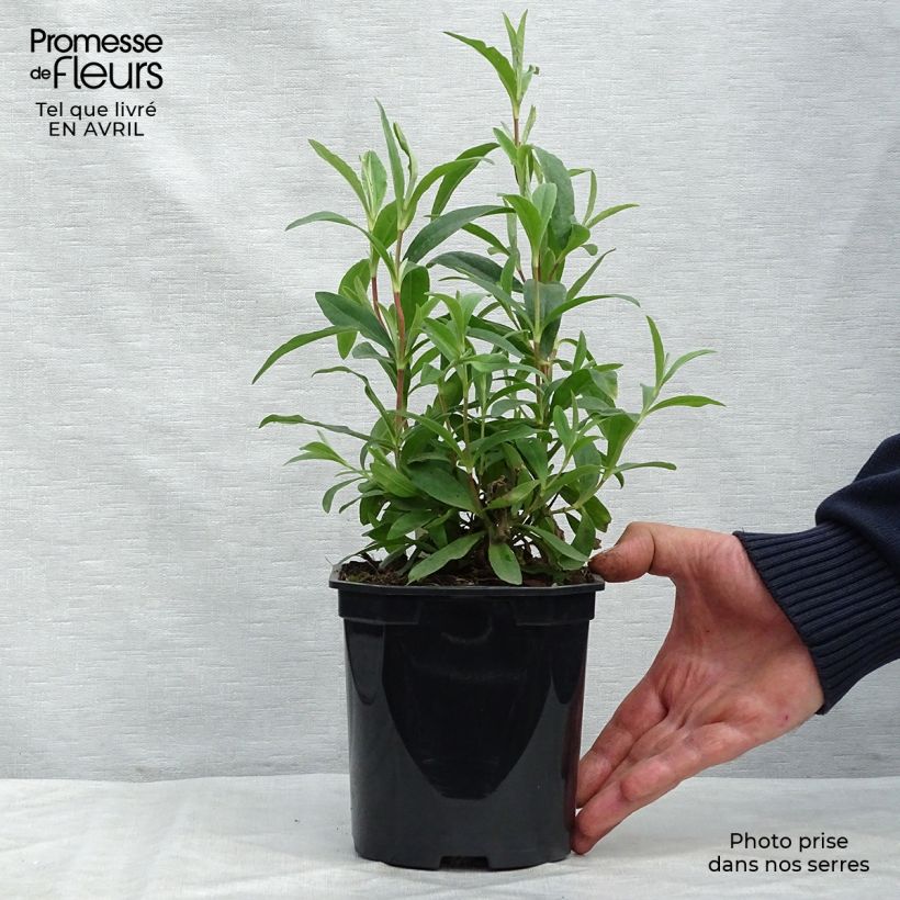 Spécimen de Cistus Alan Fradd - Ciste pourpre à fleurs blanches. Pot de 2L/3L tel que livré au printemps