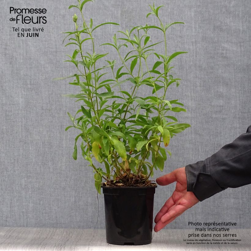 Spécimen de Cistus Alan Fradd - Ciste pourpre à fleurs blanches. Pot de 2L/3L tel que livré en été