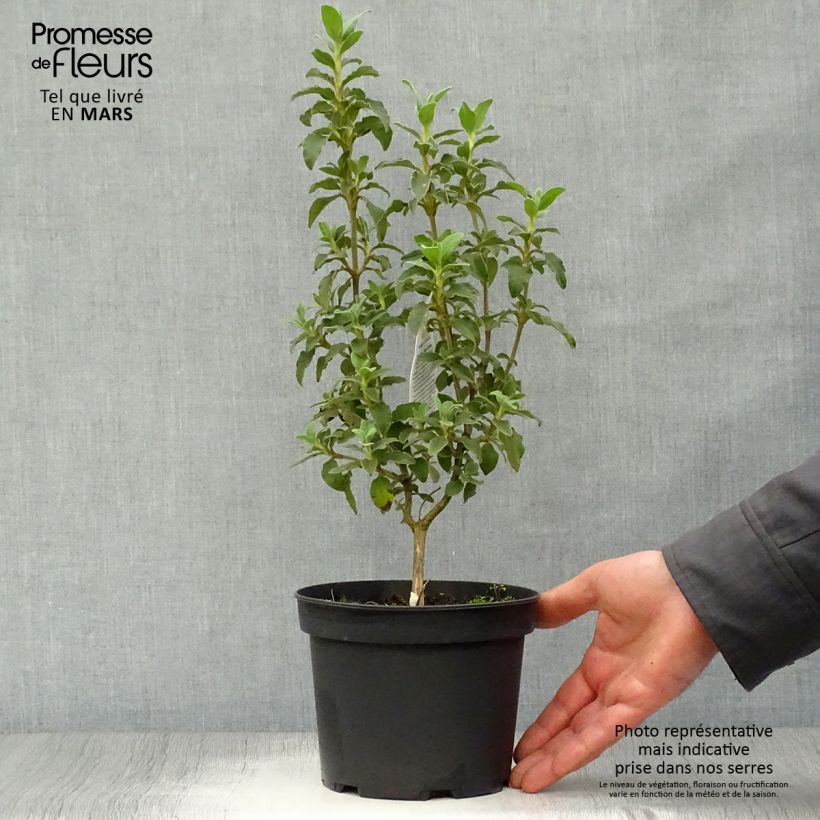 Spécimen de Cistus argenteus Peggy Sammons - Ciste hybride Pot de 2L/3L tel que livré au printemps