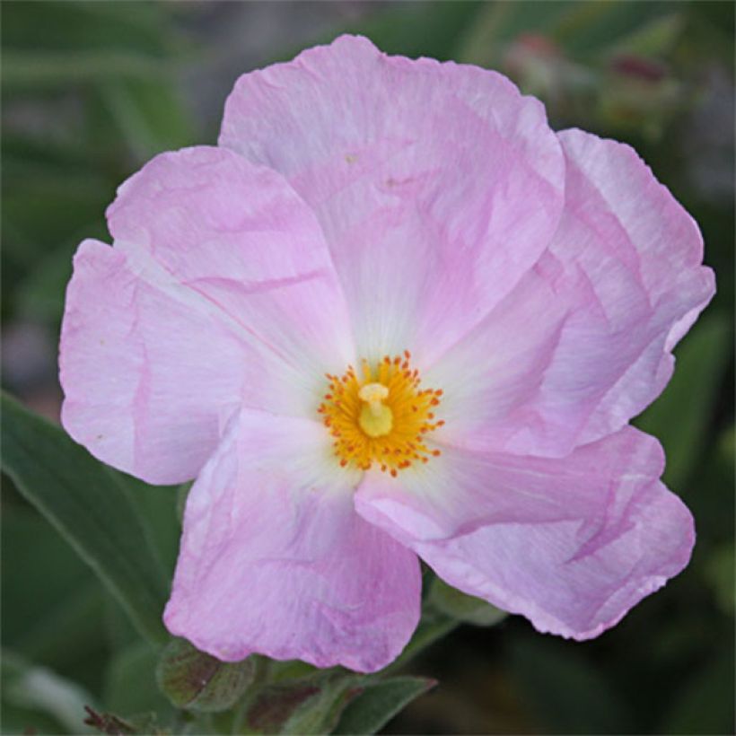 Cistus argenteus Peggy Sammons - Ciste hybride (Floraison)