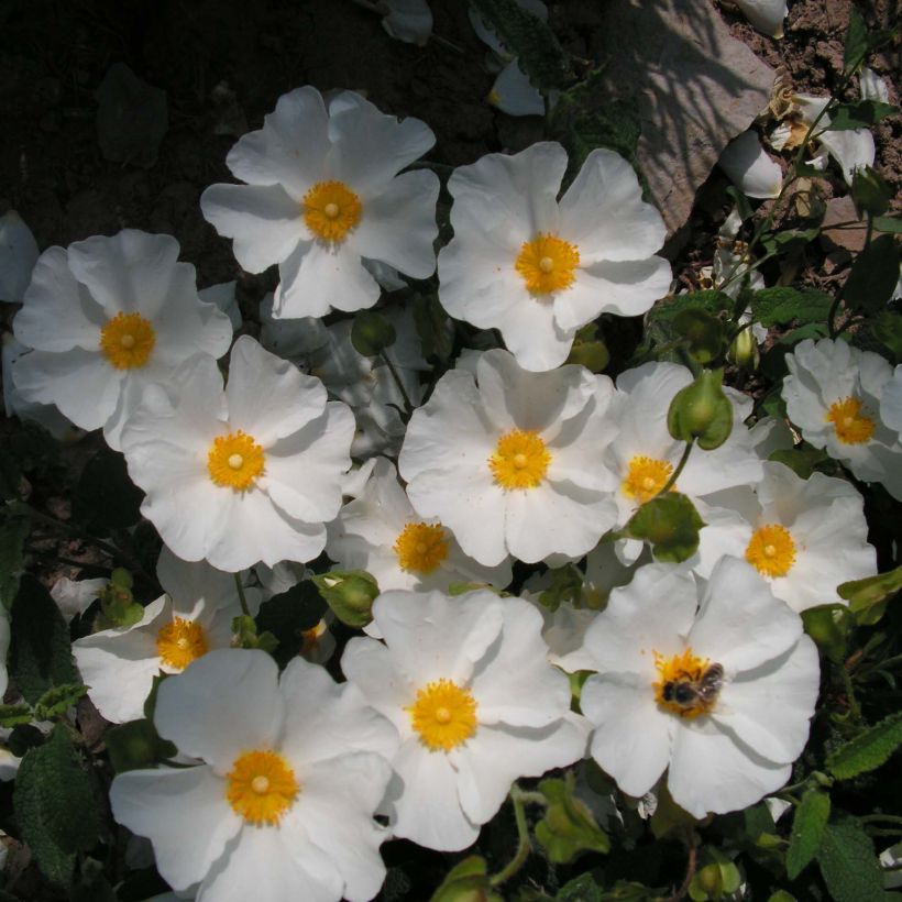 Cistus corbariensis - Ciste des Corbières (Floraison)