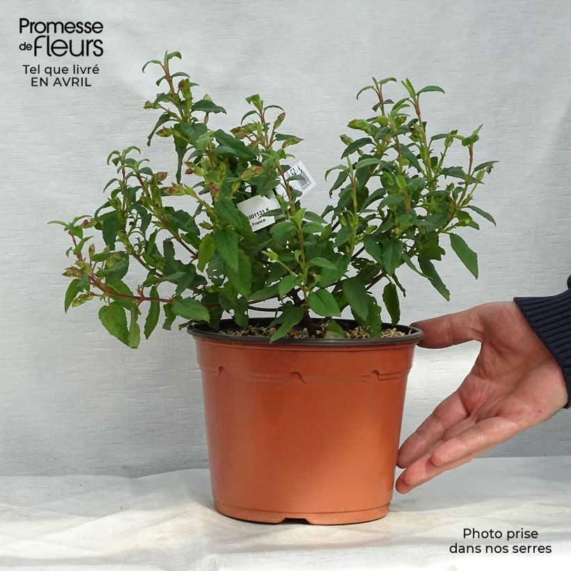 Spécimen de Cistus corbariensis - Ciste des Corbières Pot de 2L/3L tel que livré au printemps