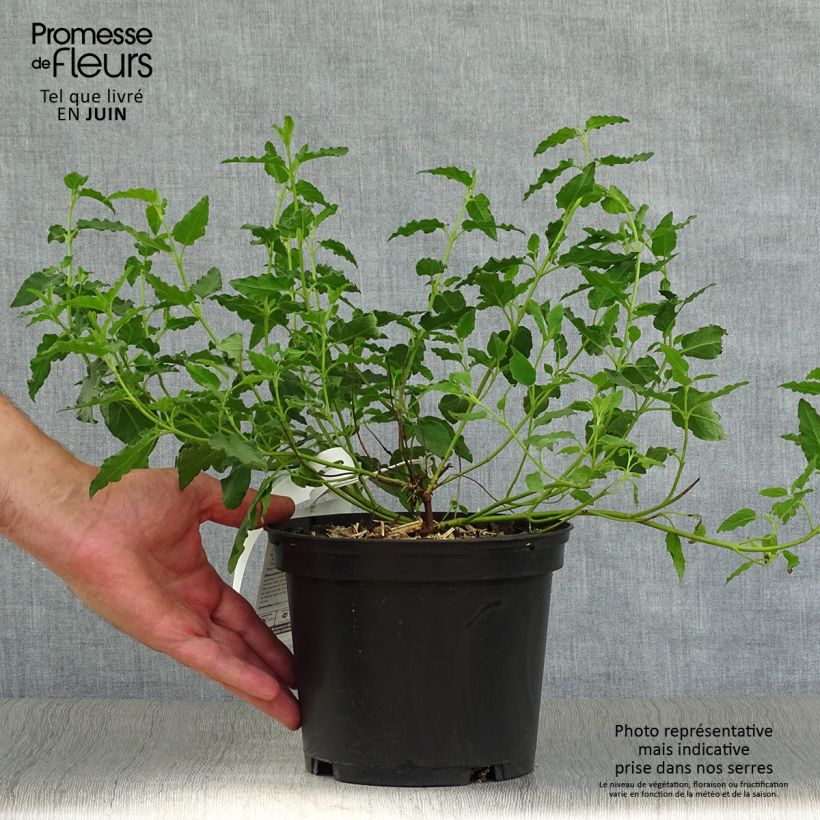 Spécimen de Cistus corbariensis - Ciste des Corbières Pot de 2L/3L tel que livré en été