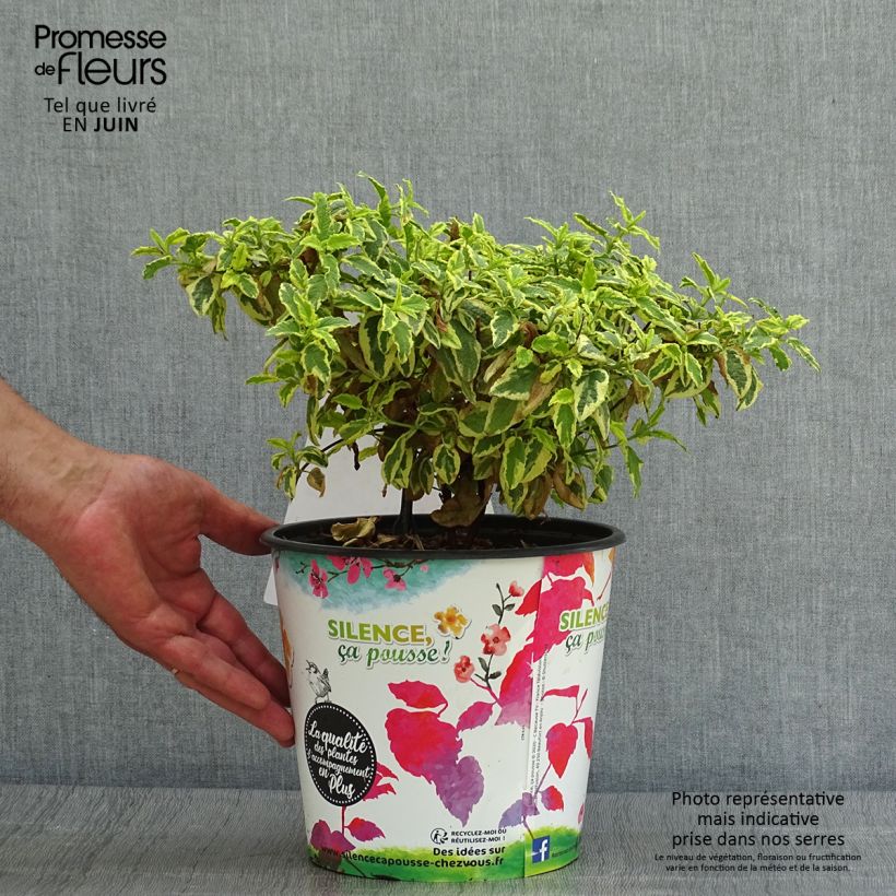 Spécimen de Cistus corbariensis Little Miss Sunshine - Ciste des Corbières Pot de 4L/5L tel que livré en été