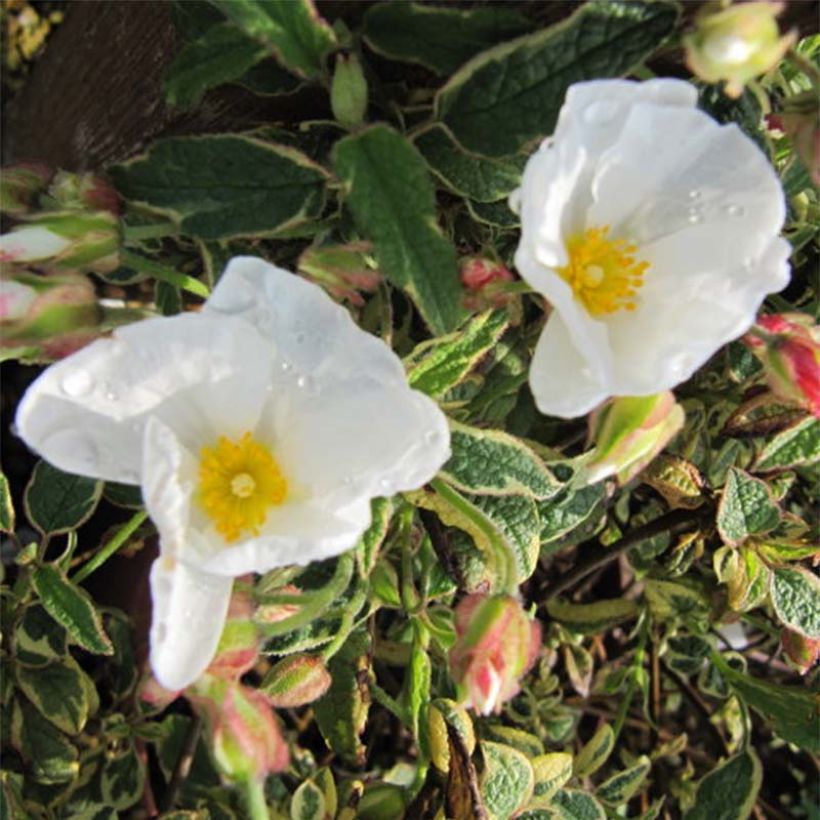 Cistus corbariensis Rospico - Ciste des Corbières panaché. (Floraison)