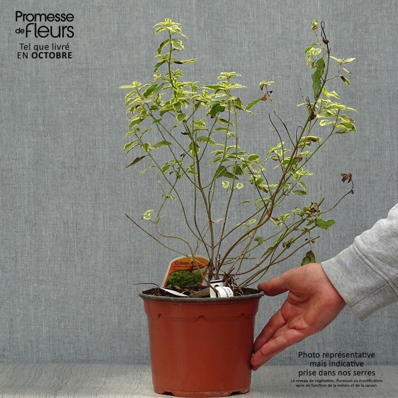 Spécimen de Cistus corbariensis Rospico - Ciste des Corbières panaché. tel que livré en automne