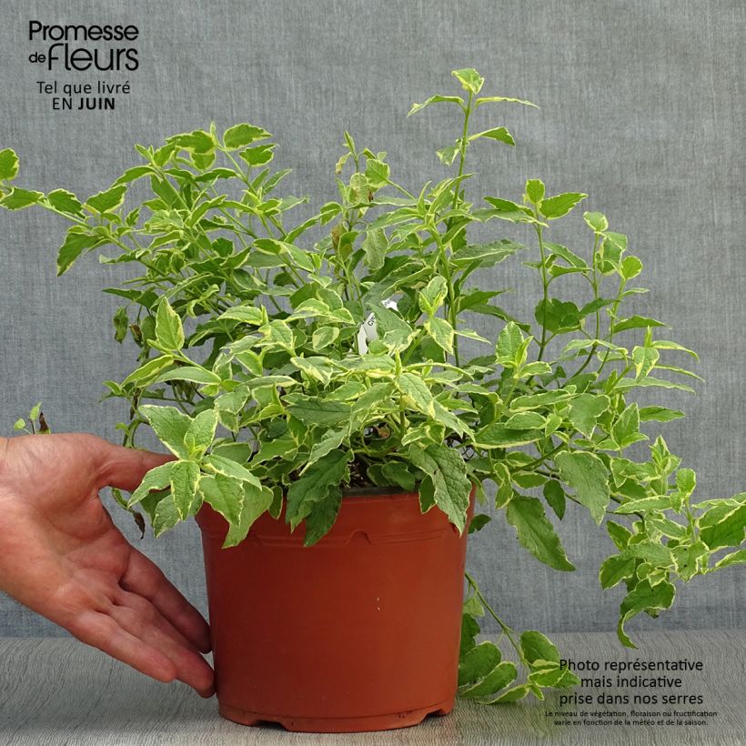 Spécimen de Cistus corbariensis Rospico - Ciste des Corbières panaché. Pot de 2L/3L tel que livré en été