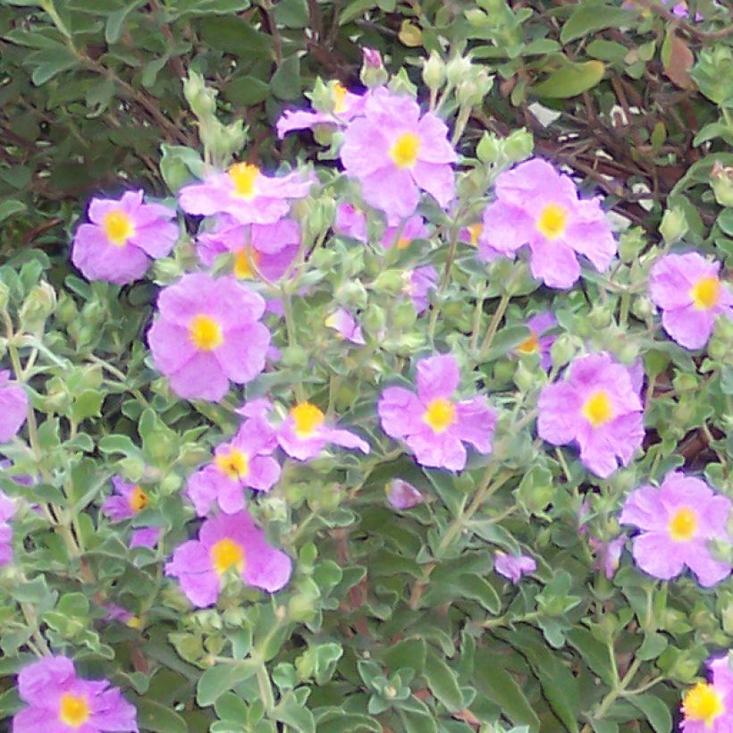 Cistus creticus - Ciste de Crète (Floraison)