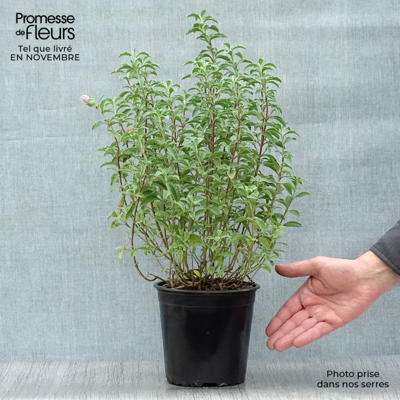 Spécimen de Cistus creticus - Ciste de Crète Pot de 3L/4L tel que livré en automne