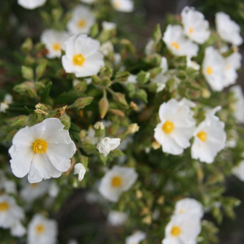 Cistus monspeliensis - Ciste de Montpellier (Floraison)