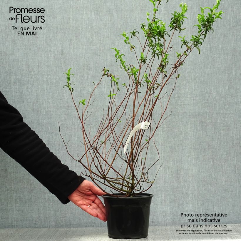 Spécimen de Cistus monspeliensis - Ciste de Montpellier Pot de 2L/3L tel que livré au printemps