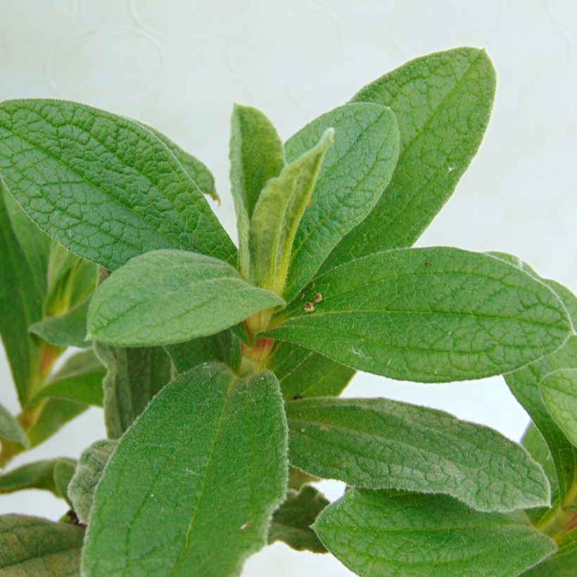 Cistus pulverulentus - Ciste pulvérulent (Feuillage)