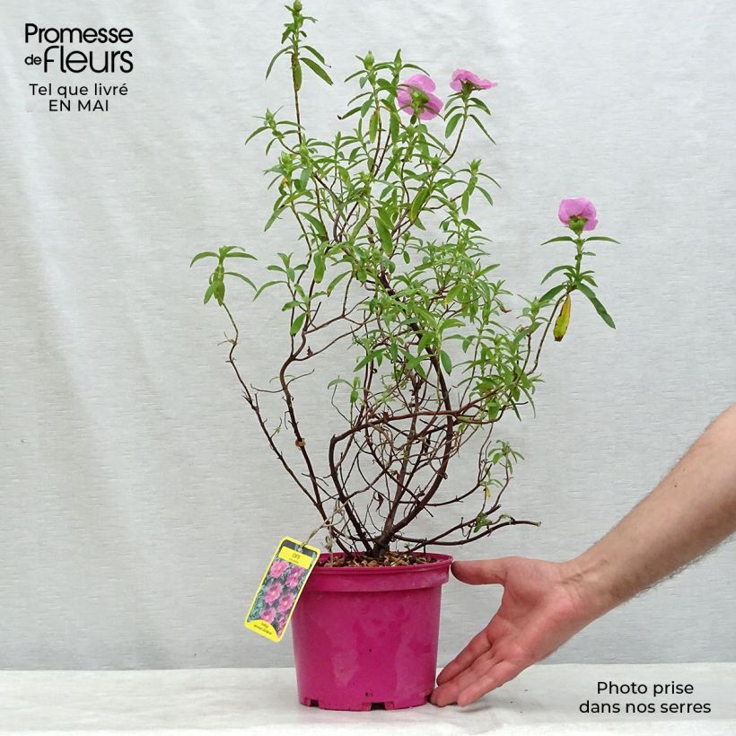 Spécimen de Cistus pulverulentus - Ciste pulvérulent Pot de 2L/3L tel que livré au printemps