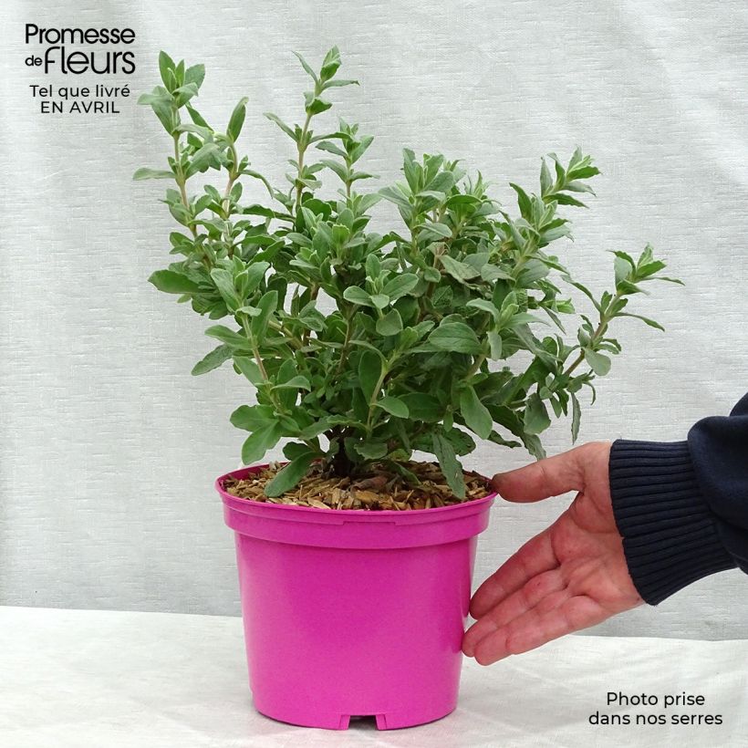 Spécimen de Cistus pulverulentus Sunset - Ciste pulvérulent Pot de 2L/3L tel que livré au printemps