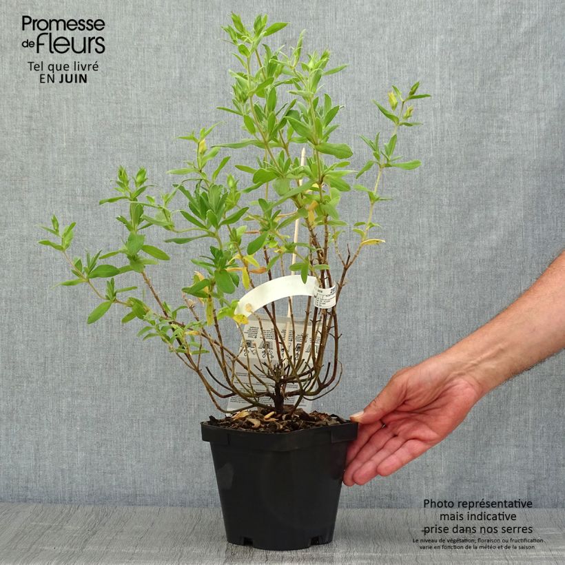 Spécimen de Cistus pulverulentus Sunset - Ciste pulvérulent Pot de 2L/3L tel que livré en été