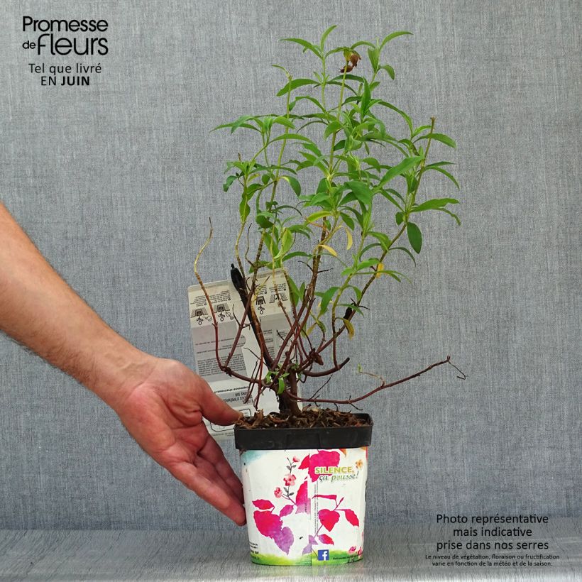 Spécimen de Cistus purpureus - Ciste pourpre Pot de 2L/3L tel que livré en été