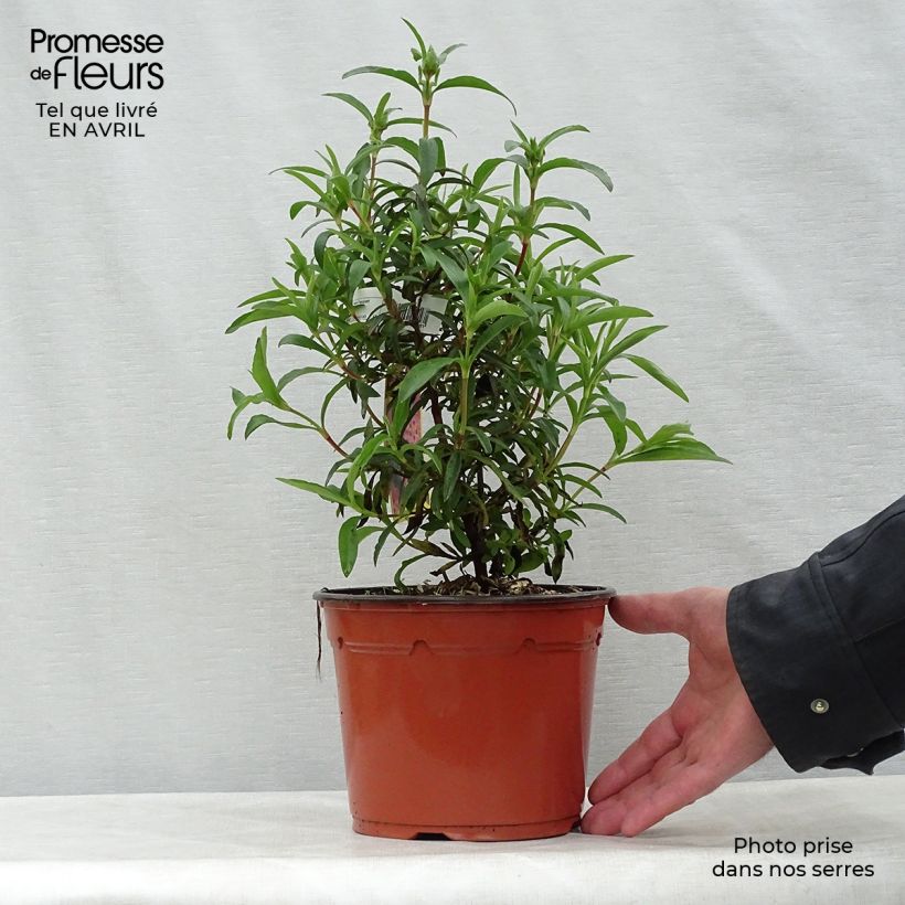 Spécimen de Cistus purpureus - Ciste pourpre en pot de 2/3L tel que livré au printemps