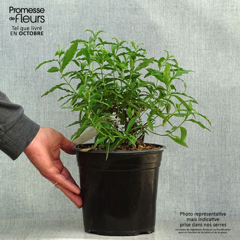 Spécimen de Cistus purpureus - Ciste pourpre Pot de 4L/5L tel que livré en automne