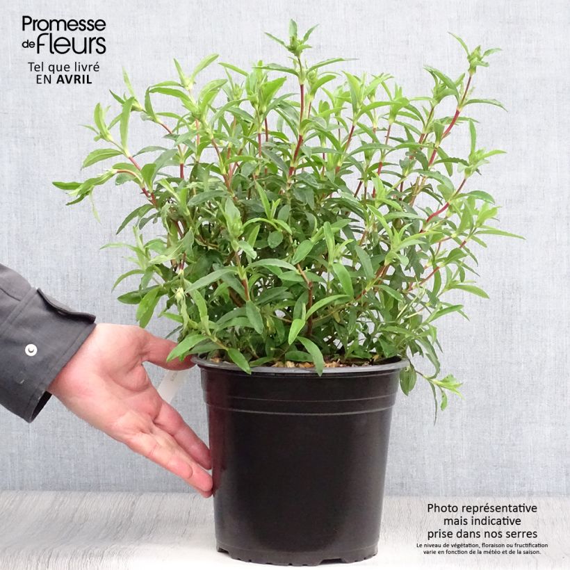 Spécimen de Cistus purpureus - Ciste pourpre en pot de 4L/5L tel que livré au printemps