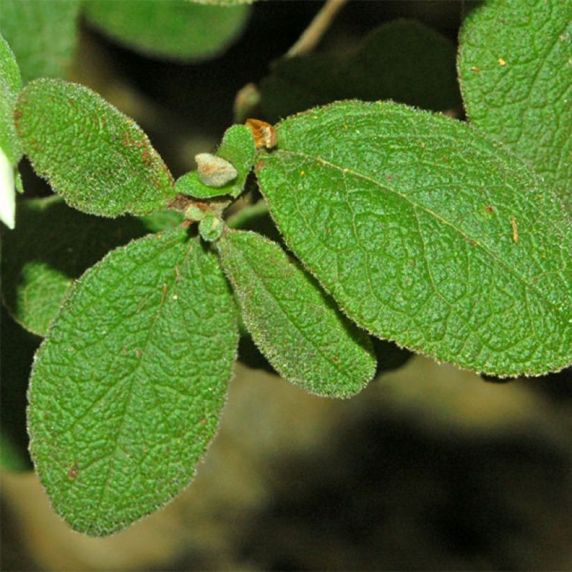 Cistus salviifolius - Ciste à feuilles de sauge (Feuillage)