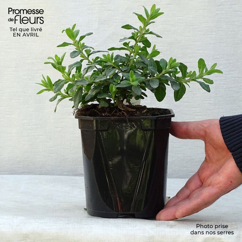 Spécimen de Cistus salviifolius - Ciste à feuilles de sauge Pot de 2L/3L tel que livré au printemps