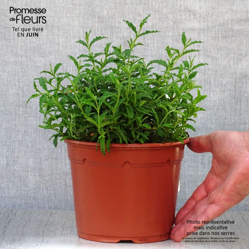 Spécimen de Cistus salviifolius - Ciste à feuilles de sauge Pot de 2L/3L tel que livré en été