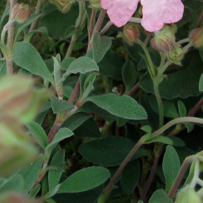 Ciste Silver Pink - Cistus argenteus (Feuillage)