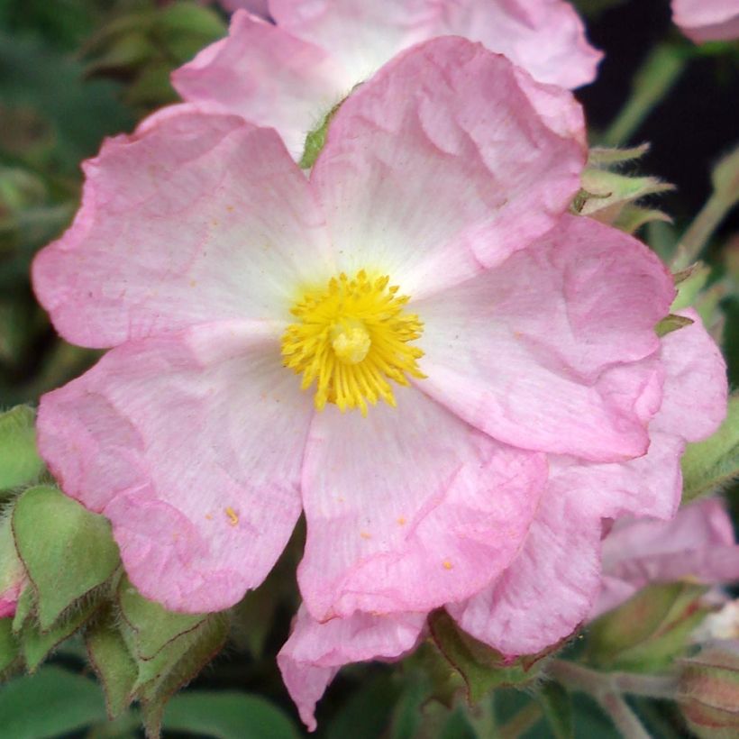 Ciste Silver Pink - Cistus argenteus (Floraison)