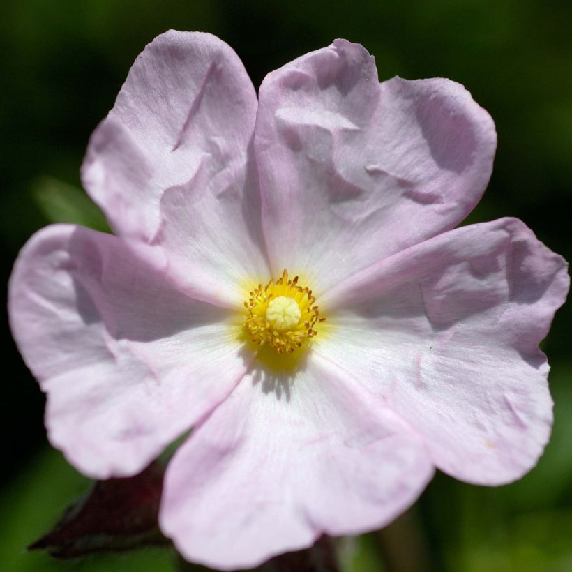 Cistus skanbergii - Ciste (Floraison)