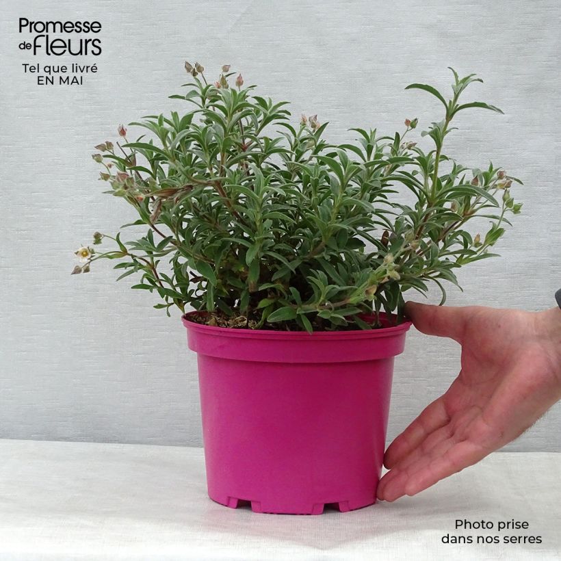 Spécimen de Cistus skanbergii - Ciste Pot de 2L/3L tel que livré au printemps