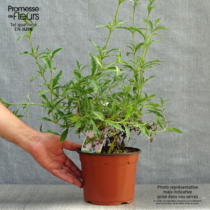 Spécimen de Cistus skanbergii - Ciste Pot de 2L/3L tel que livré en été