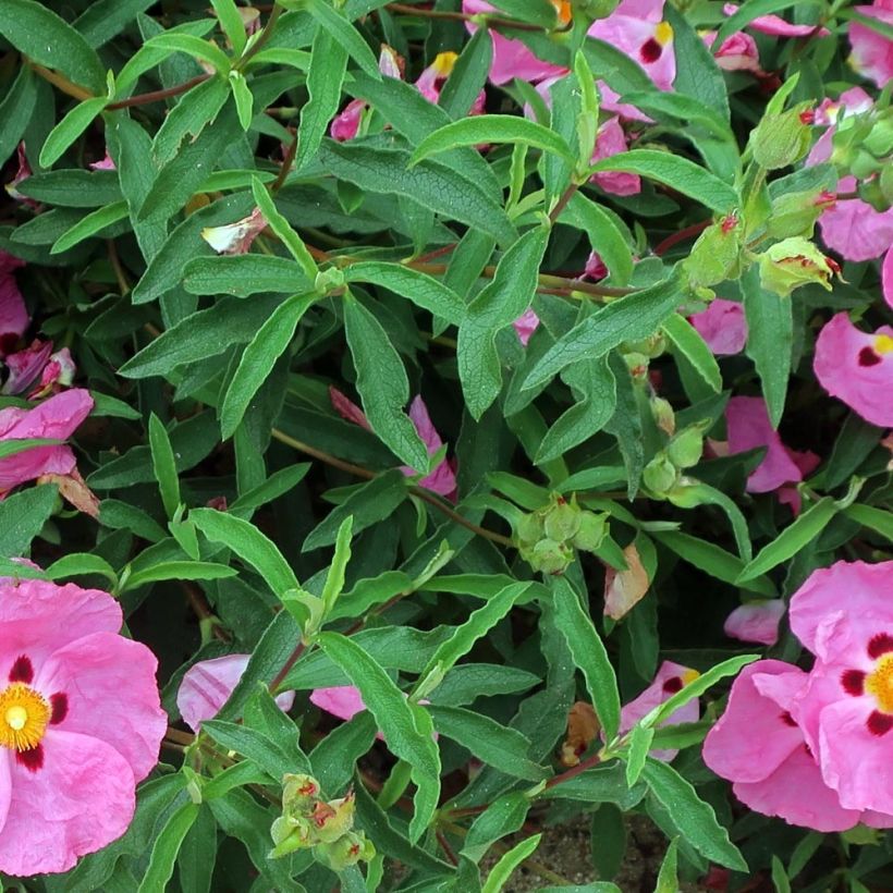 Cistus purpureus Betty Taudevin - Ciste pourpre (Feuillage)