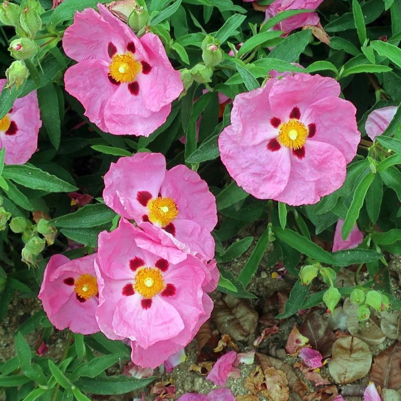 Cistus purpureus Betty Taudevin - Ciste pourpre (Floraison)