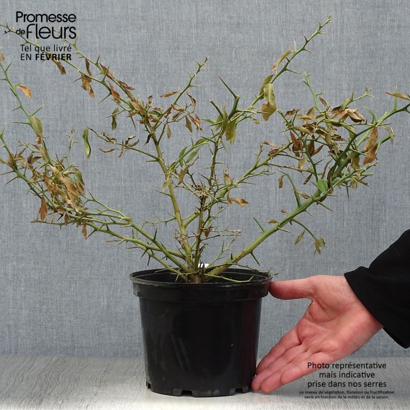 Spécimen de Citron caviar - Microcitrus australasica Pot de 2L/3L, TouffeHauteur livrée env. 40cm tel que livré en hiver