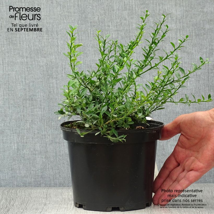 Spécimen de Citron caviar - Microcitrus australasica Pot de 2L/3L, Touffe tel que livré en automne