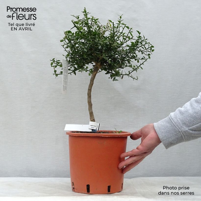 Spécimen de Citron caviar - Microcitrus australasica Pot de 4L/5L, 1/4 de tigeHauteur livrée env. 40/50cm tel que livré au printemps