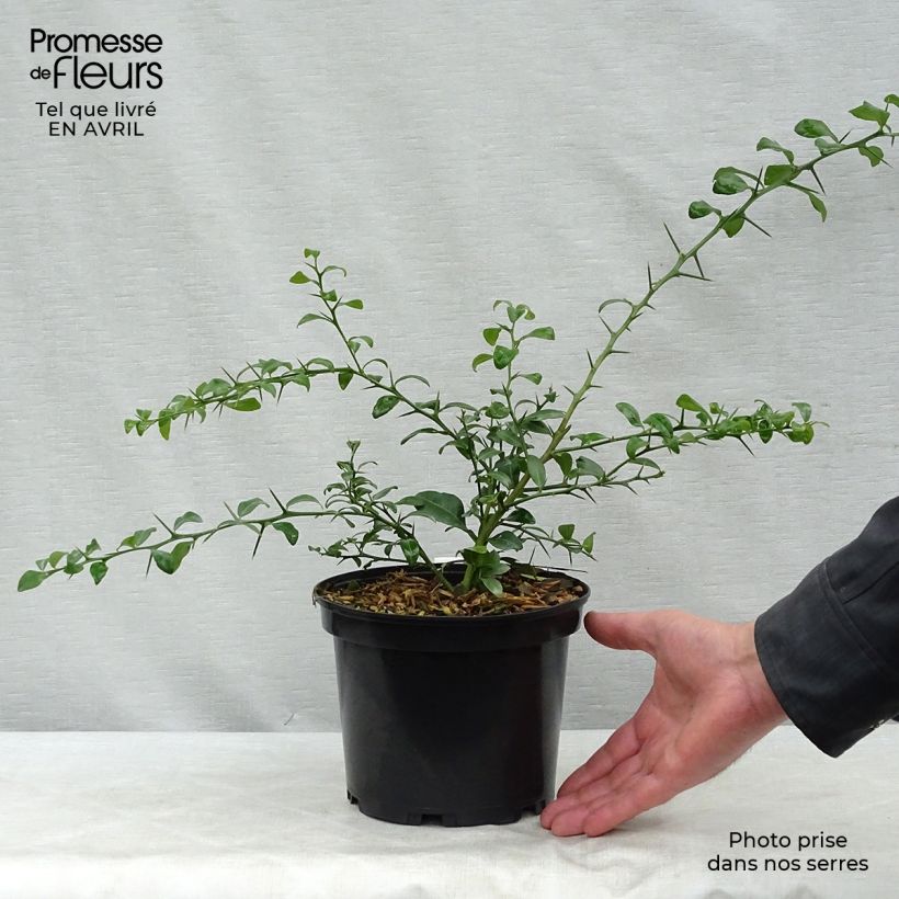 Spécimen de Citron caviar grains verts - Microcitrus australasica Pot de 2L/3L tel que livré au printemps