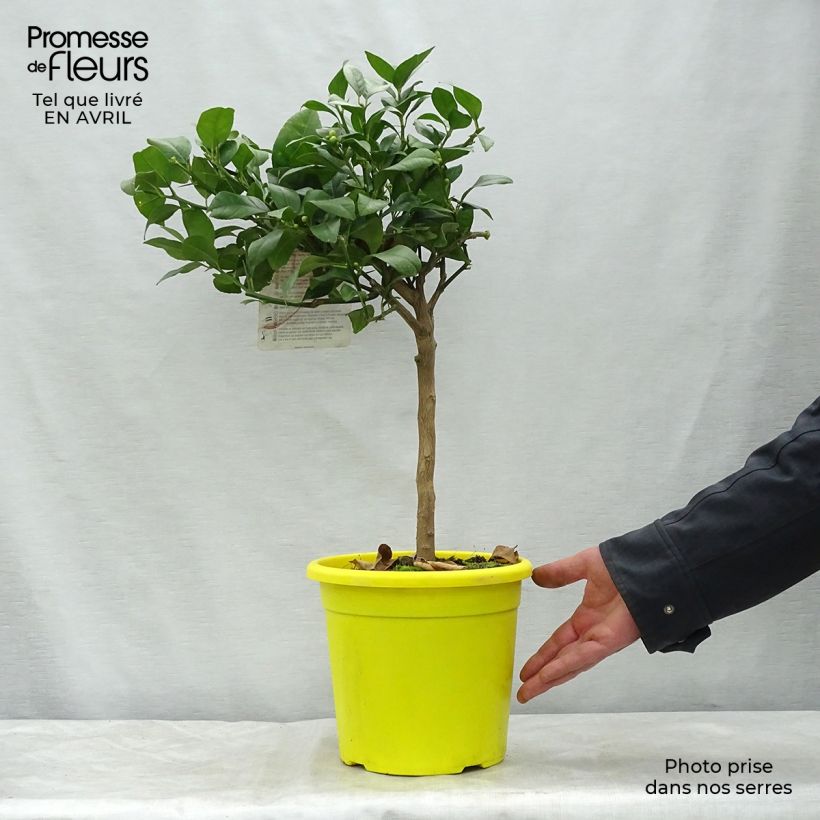 Spécimen de Citron rouge - Citrus Volkameriana ou Rangpur Pot de 4L/5L tel que livré au printemps