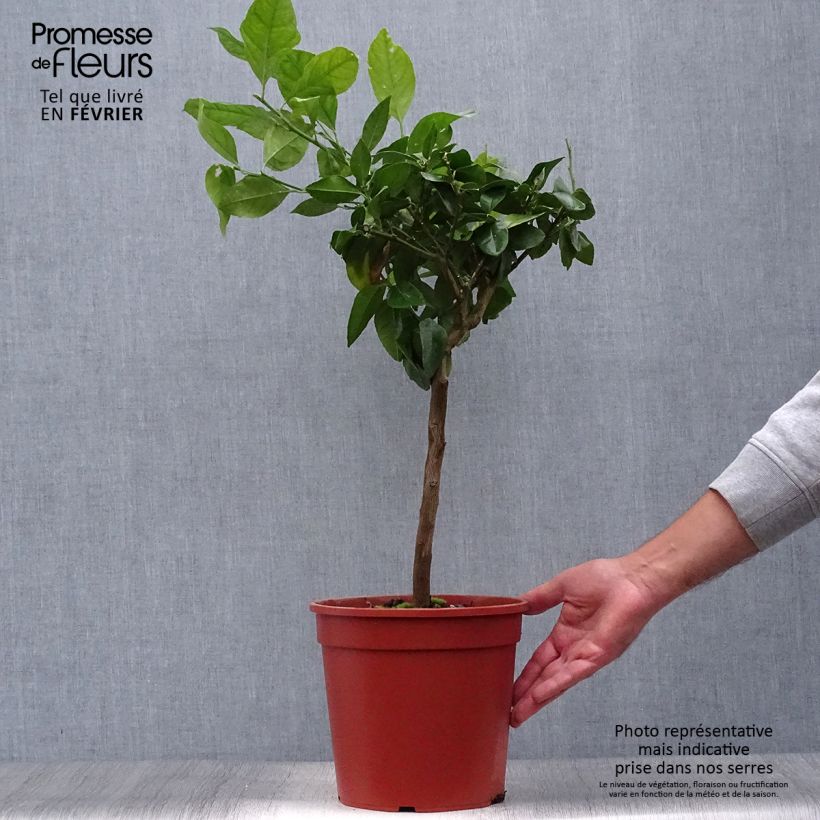 Spécimen de Citron rouge - Citrus Volkameriana ou Rangpur Pot de 4L/5L, 1/4 de tige tel que livré en automne