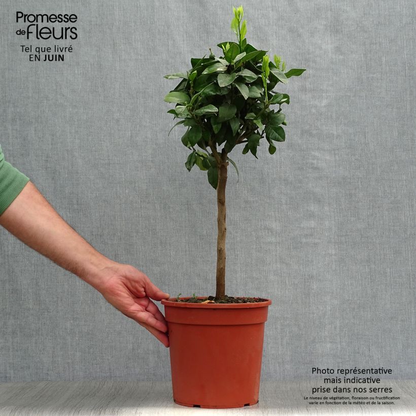 Spécimen de Citron rouge - Citrus Volkameriana ou Rangpur Pot de 4L/5L, 1/4 de tige tel que livré en été