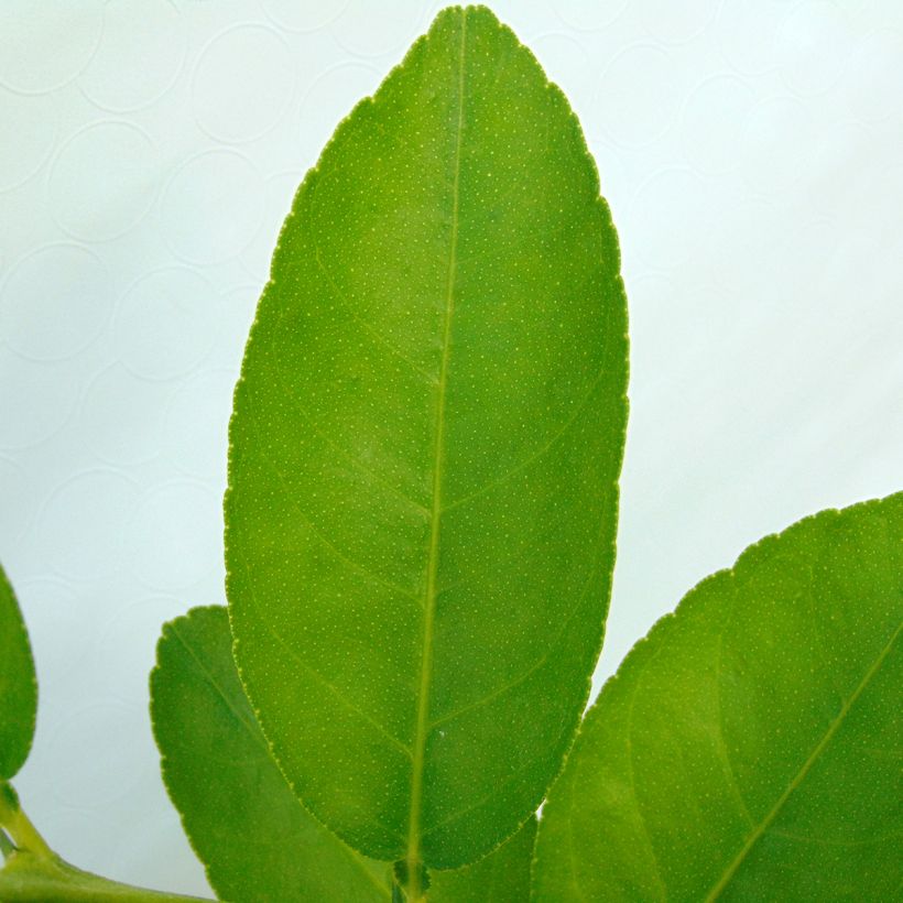 Citron vert - Citrus aurantifolia (Feuillage)